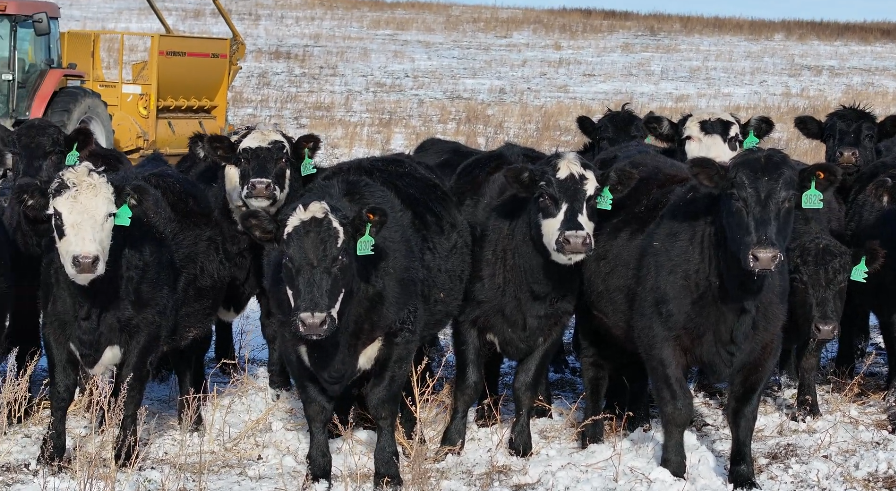 1050 lb Black & Baldy Heifers • March–April Calvers • Honest, Ranch-Ready Set-BH12053A5